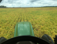 Last Navy Bean Spray 2018