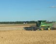 Navy Bean Harvest 2020