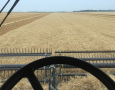 Wheat Harvest 2021