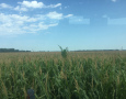 Extra Tall Corn 2021
