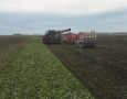 Sugarbeet Harvest 2021