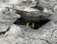Emerging Bean
