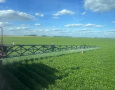 1st Fungicide Spray 2025