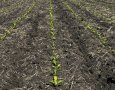 Young Sugarbeets 2024
