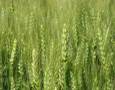Growing Wheat