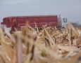 Corn Harvest 2013
