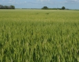 Wheat in Spring 2012