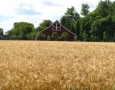 Wheat in Fall 2012