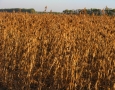 Soybean in Fall 2012